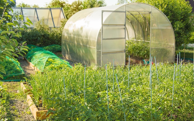 Vue d'un potager avec des plates-bandes de tomates, de carottes et une serre semi-circulaire en polycarbonate. Jardinage à la maison.