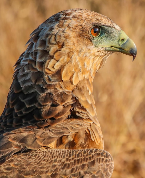 Vue de profil de l'aigle
