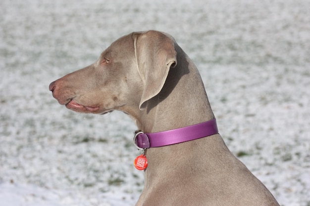 Vue de profil d'un chien weimaraner dans la rue