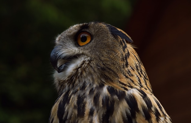 Vue de profil du hibou grand-duc à l'état sauvage