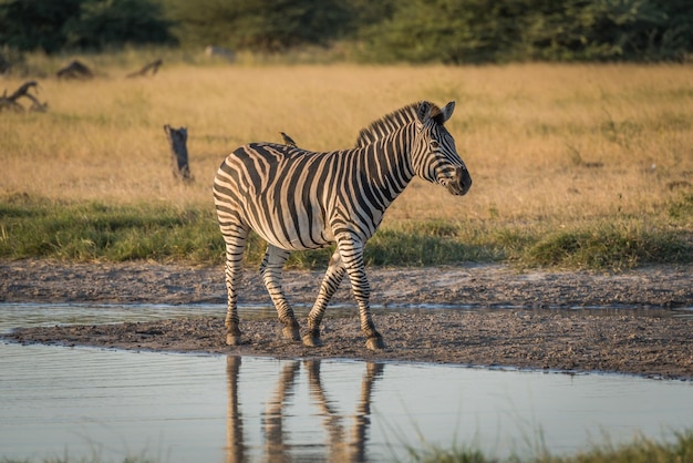 Vue de profil d'un zèbre qui marche près d'un puits d'eau