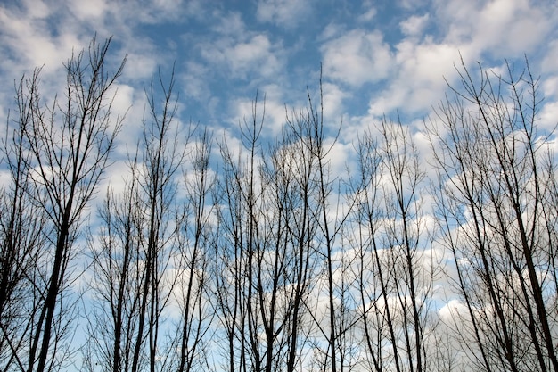 Vue de quelques branches d&#39;arbres sans feuilles en automne.