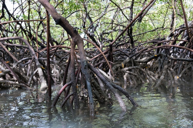 Vue sur les racines de la végétation de mangrove tropicale.