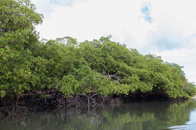 Vue sur les racines de la végétation de mangrove tropicale.