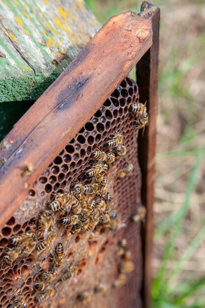 Photo vue rapprochée de l'abeille sur le bois