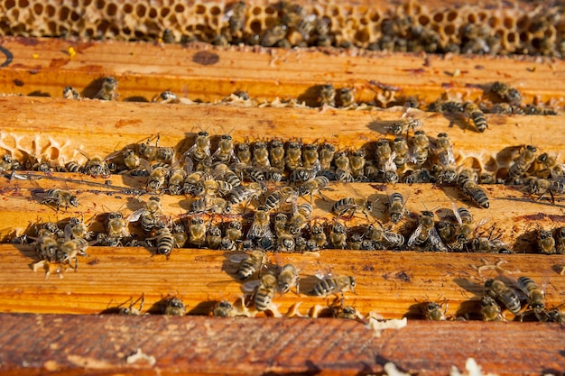 Photo vue rapprochée de l'abeille sur le bois