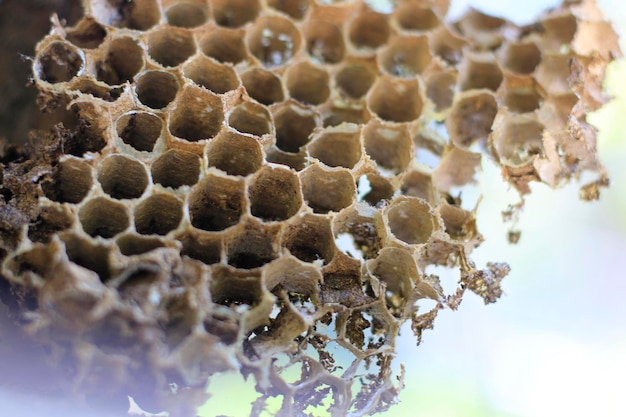 Photo vue rapprochée d'une abeille sur une feuille sèche