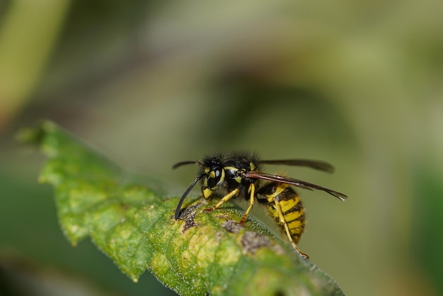 Photo vue rapprochée d'une abeille sur une feuille