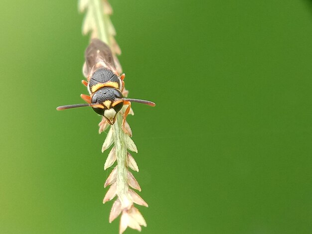 Vue rapprochée d'une abeille sur une feuille