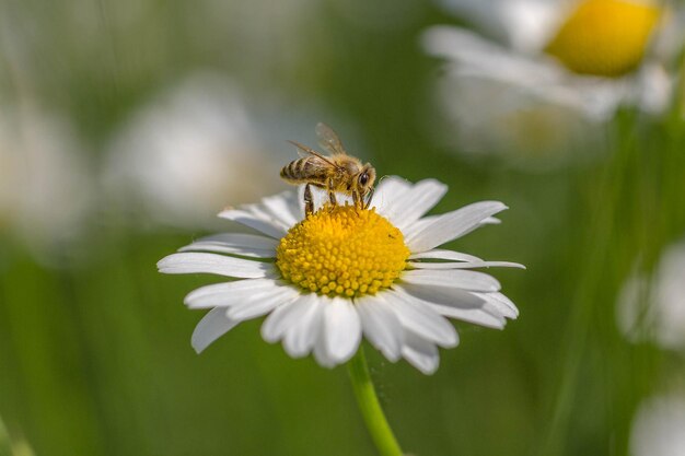 Vue rapprochée d'une abeille sur une fleur blanche