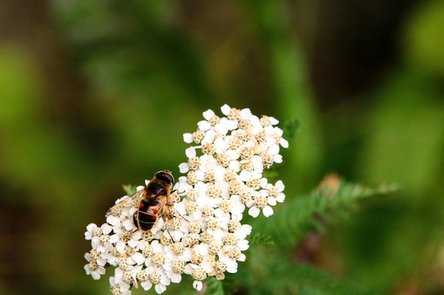 Photo vue rapprochée d'une abeille sur une fleur blanche