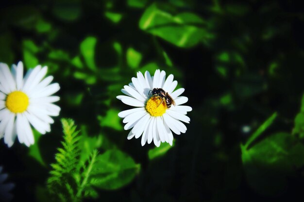 Photo vue rapprochée d'une abeille sur une fleur blanche