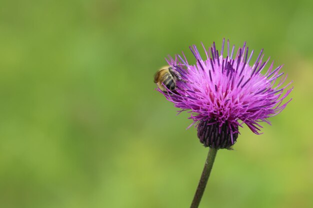 Vue rapprochée d'une abeille sur une fleur de chardon
