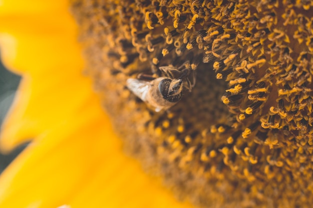 Photo vue rapprochée d'une abeille sur une fleur jaune