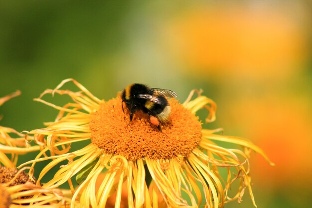 Photo vue rapprochée d'une abeille sur une fleur jaune