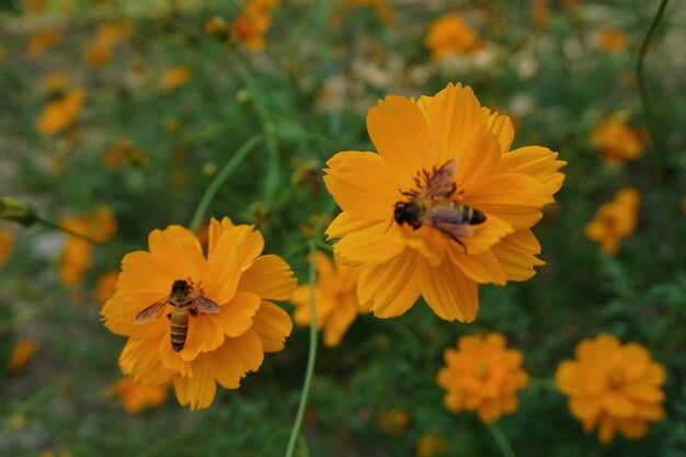 Vue rapprochée d'une abeille sur une fleur jaune