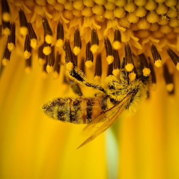 Photo vue rapprochée d'une abeille sur une fleur jaune