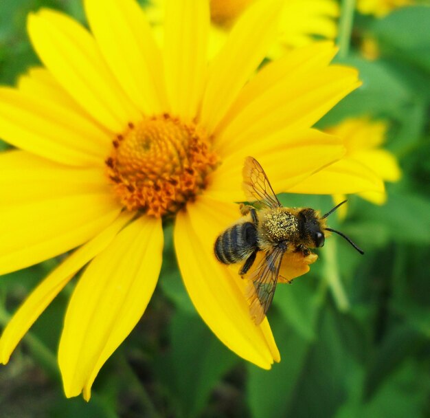 Vue rapprochée d'une abeille sur une fleur jaune