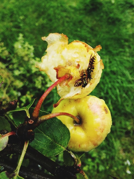 Photo vue rapprochée d'une abeille sur une fleur jaune