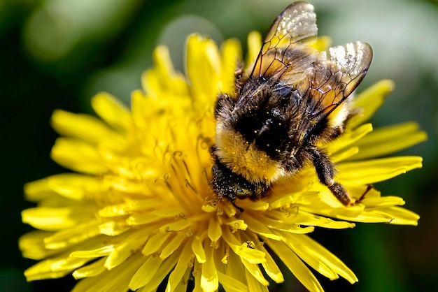 Vue rapprochée d'une abeille sur une fleur jaune