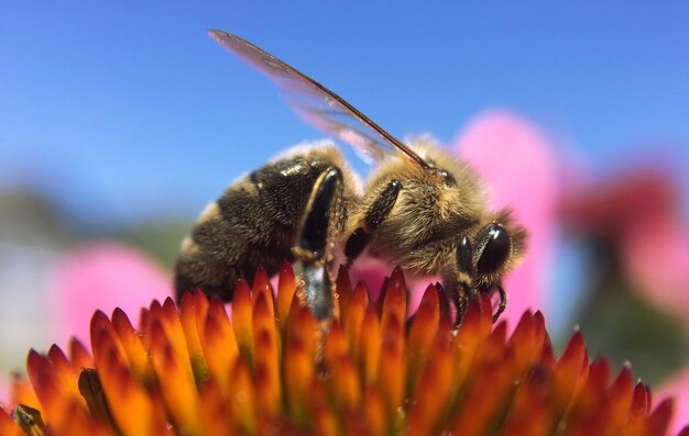 Photo vue rapprochée d'une abeille en fleur en plein air