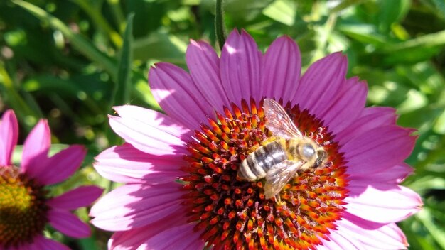 Photo vue rapprochée d'une abeille sur une fleur rose