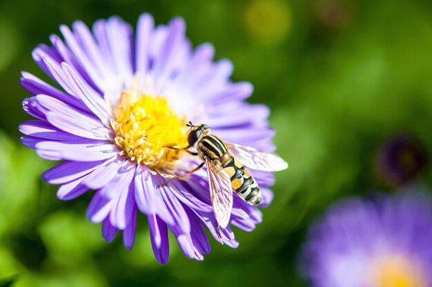 Vue rapprochée d'une abeille sur une fleur violette