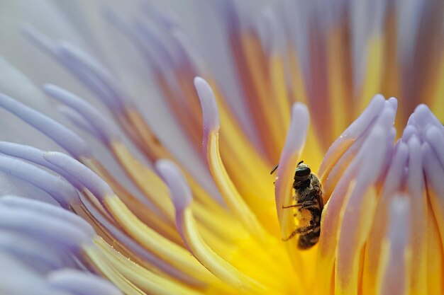 Vue rapprochée d'une abeille en fleur