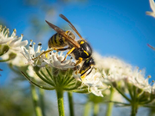 Photo vue rapprochée d'une abeille en fleur