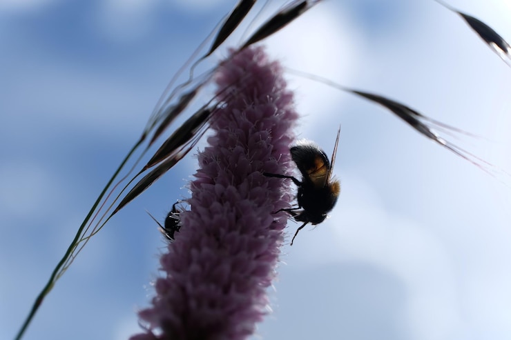 Photo vue rapprochée d'une abeille en fleur