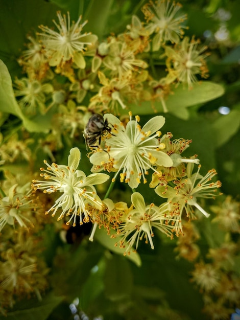 Vue rapprochée d'une abeille en fleur