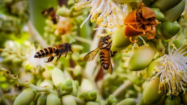 Vue rapprochée d'une abeille en fleur