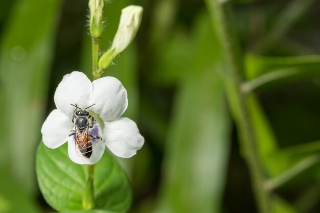 Photo vue rapprochée d'une abeille en fleur