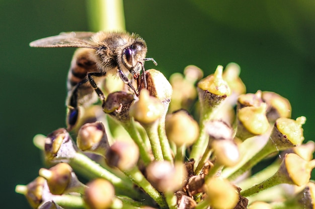 Photo vue rapprochée d'une abeille sur une fleur