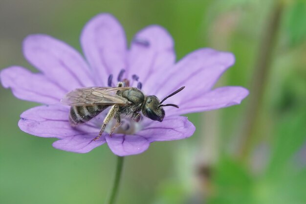 Vue rapprochée d'une abeille métallique verte femelle, Lasioglossum nitidulum sur une fleur rose