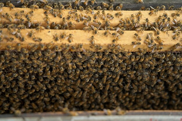 Photo vue rapprochée de l'abeille sur le mur