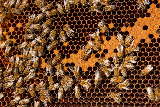 Photo vue rapprochée de l'abeille sur le mur