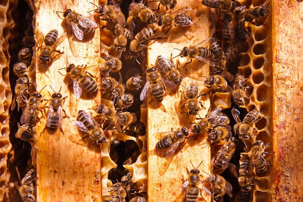 Vue rapprochée de l'abeille sur le mur