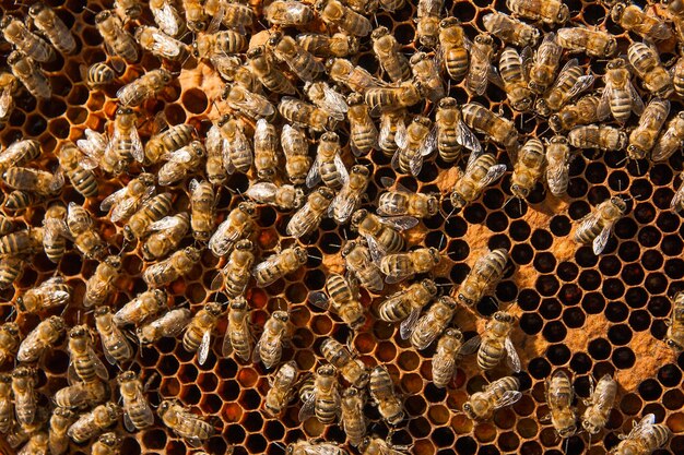 Photo vue rapprochée de l'abeille sur le mur