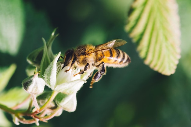 Photo vue rapprochée d'une abeille pollinisant des fleurs de framboise