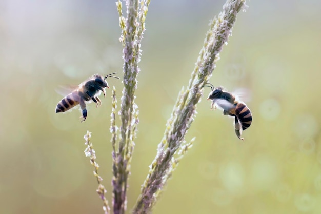 Photo vue rapprochée de l'abeille pollinisatrice sur une fleur