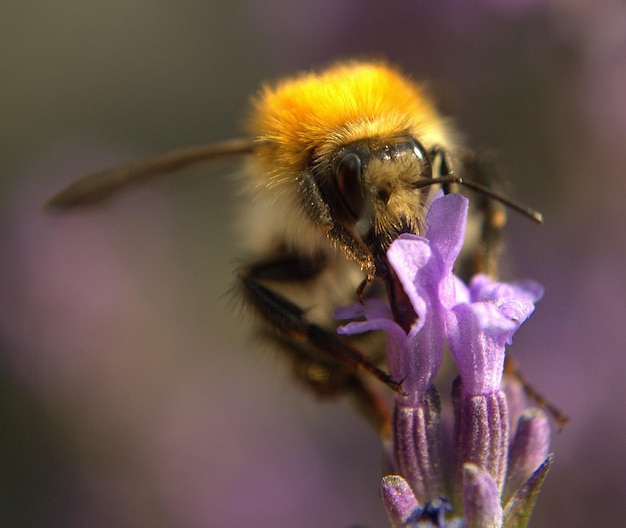 Vue rapprochée d'une abeille qui pollinise une fleur de lavande par une journée ensoleillée