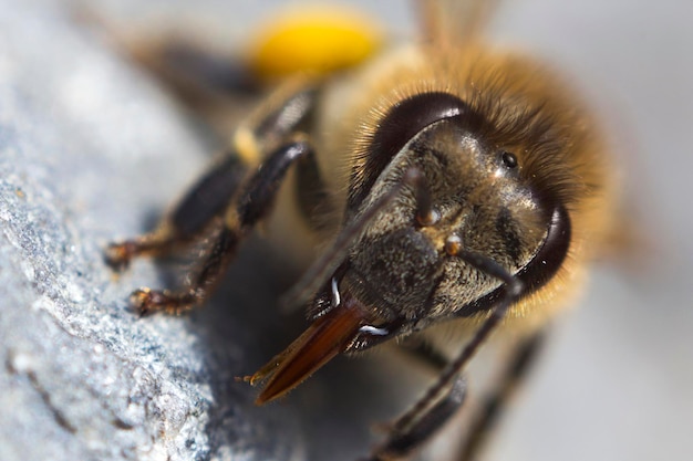 Vue rapprochée de l'abeille sur le rocher
