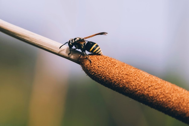 Photo vue rapprochée de l'abeille sur la tige