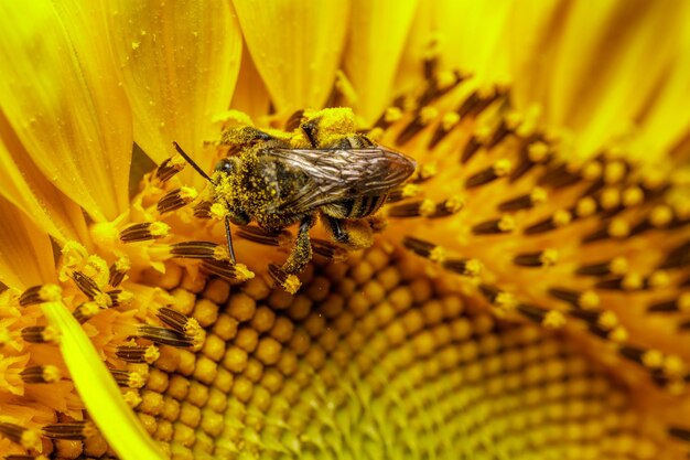 Vue rapprochée d'une abeille sur un tournesol