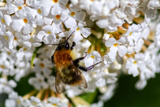 Vue rapprochée d'une abeille en train de polliniser une fleur blanche