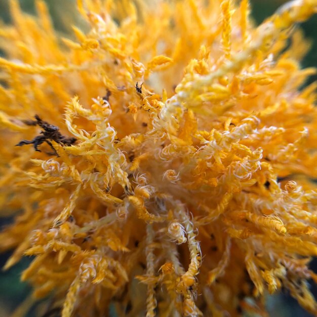 Photo vue rapprochée d'une abeille en train de polliniser une fleur jaune