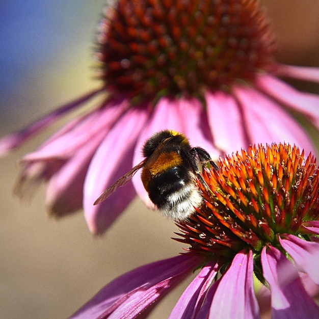 Photo vue rapprochée d'une abeille en train de polliniser une fleur rose