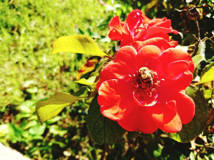 Photo vue rapprochée d'une abeille en train de polliniser une fleur rouge fraîche