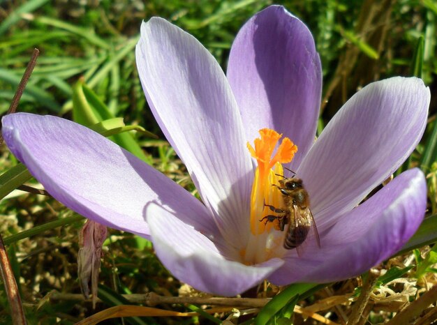 Vue rapprochée d'une abeille en train de polliniser une fleur violette